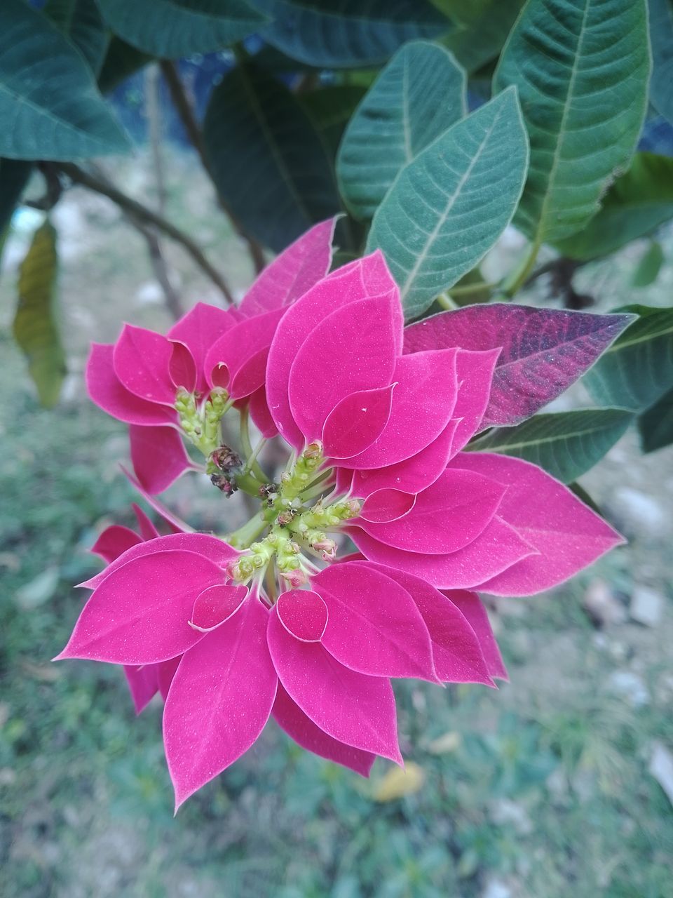 Pink Poinsettia