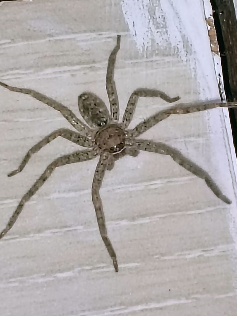 The Spider - PhotoFeed Contest - Wildlife Photography Round 155