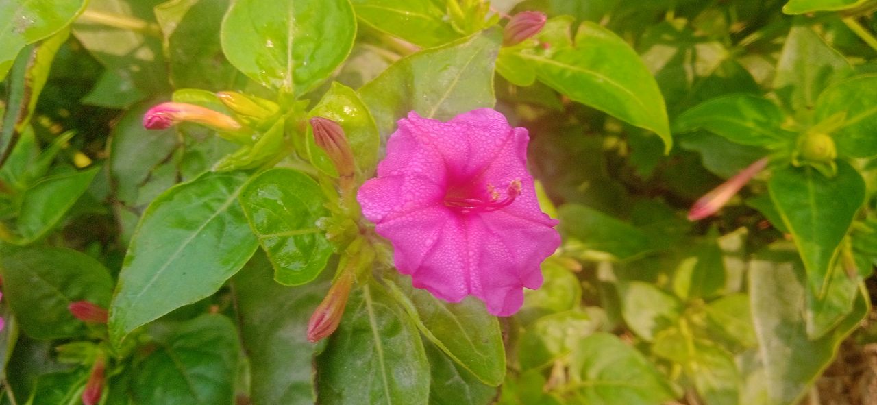 Sandhyamalati flower photography.