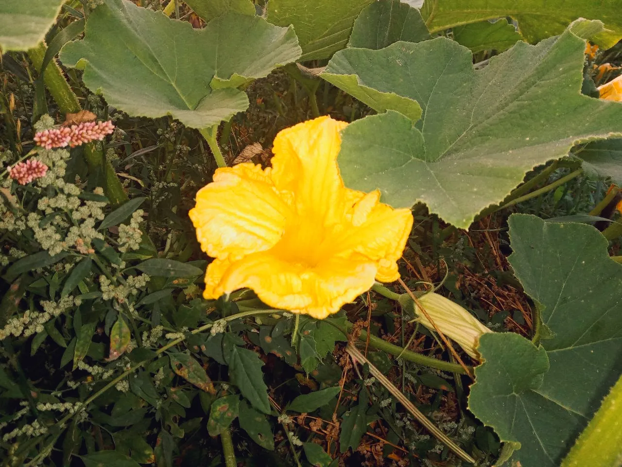 IMG_20230826_223132.jpg
