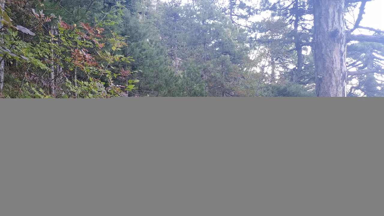 IMG_20201025_153025.jpg