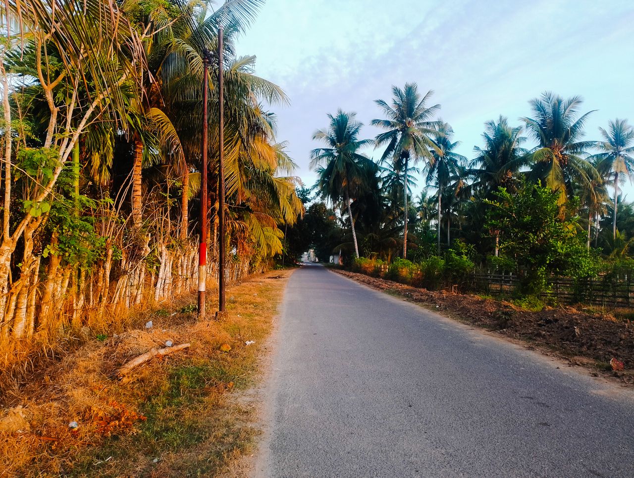 Freewrite || Walking the Path Among the Coconut Trees