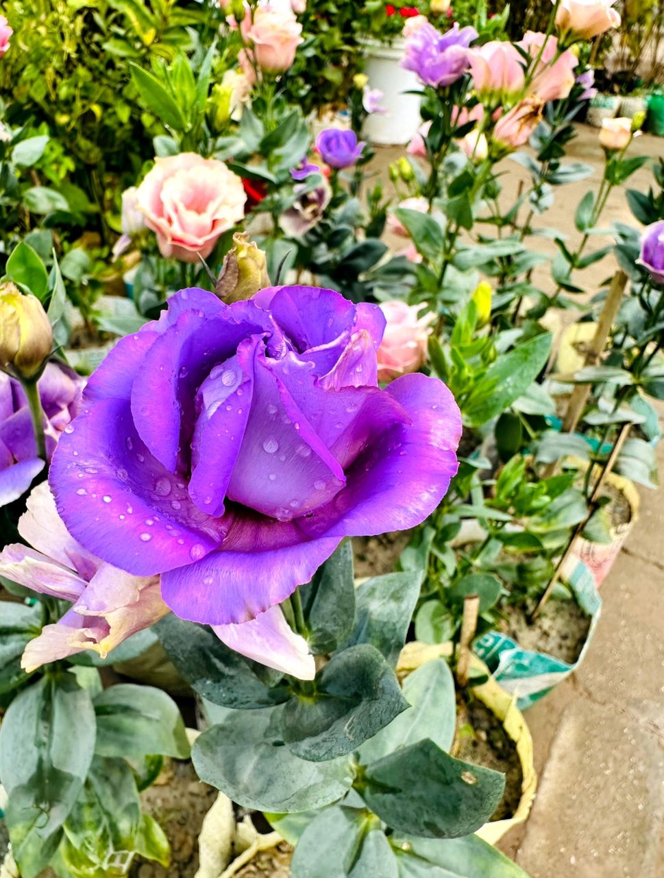 Welcome to the "Kingdom Of Flowers "