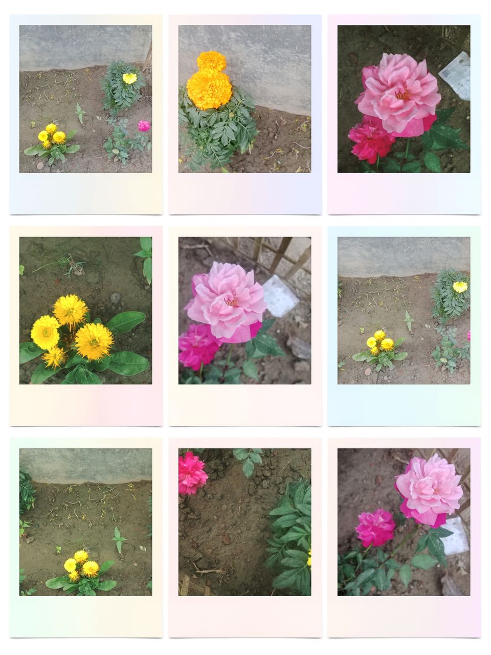 Beauty's of roses and other flowers