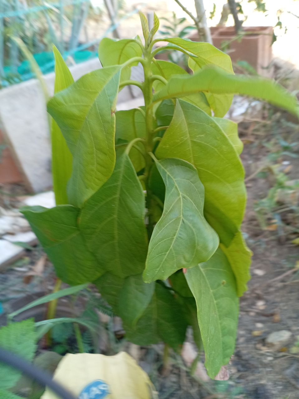 Avocado plant in development