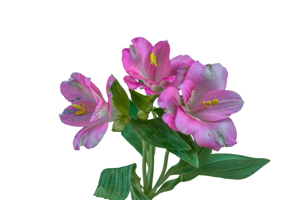 alstroemeria-2748722_1280.png