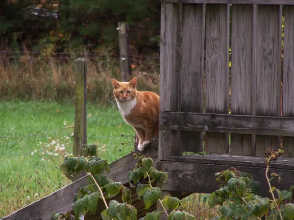 Dennis1 crop October 2019.jpg