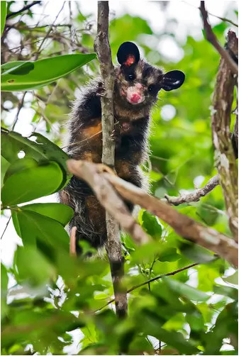rabipelado Big-eared opossum 2.jpg