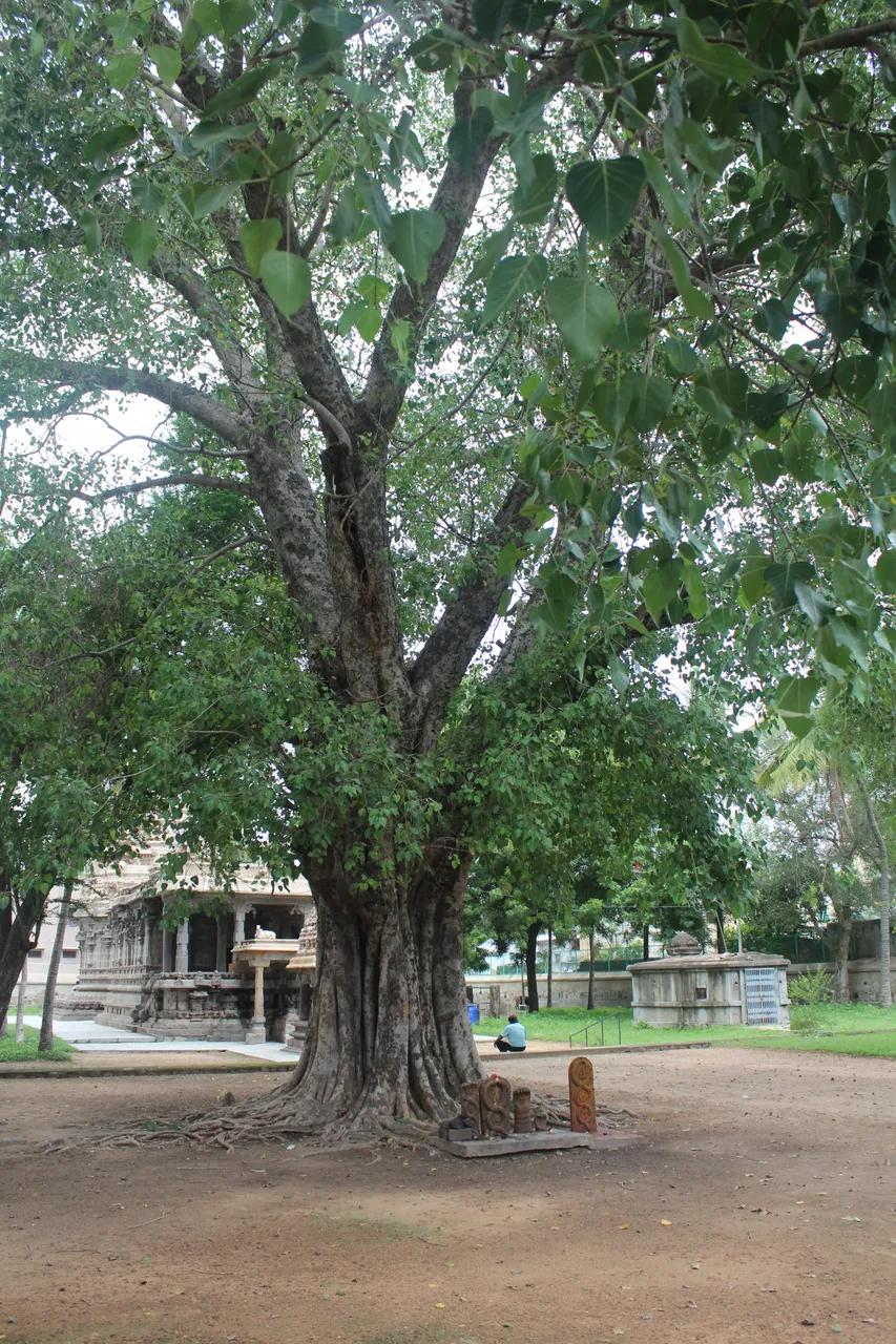 Banian_tree_inside_the_temple.JPG