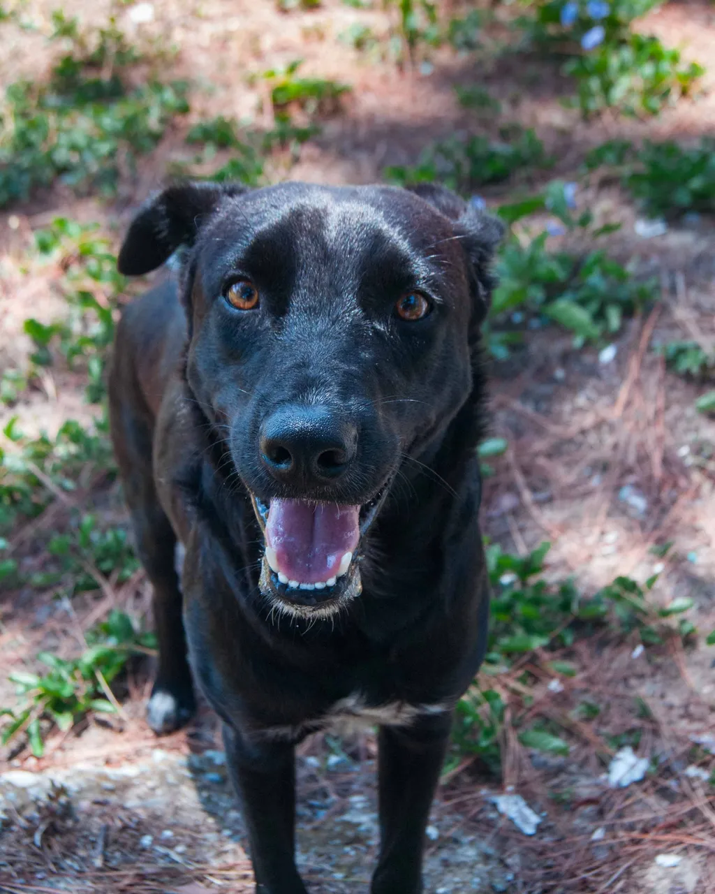 Black dog-4.jpg