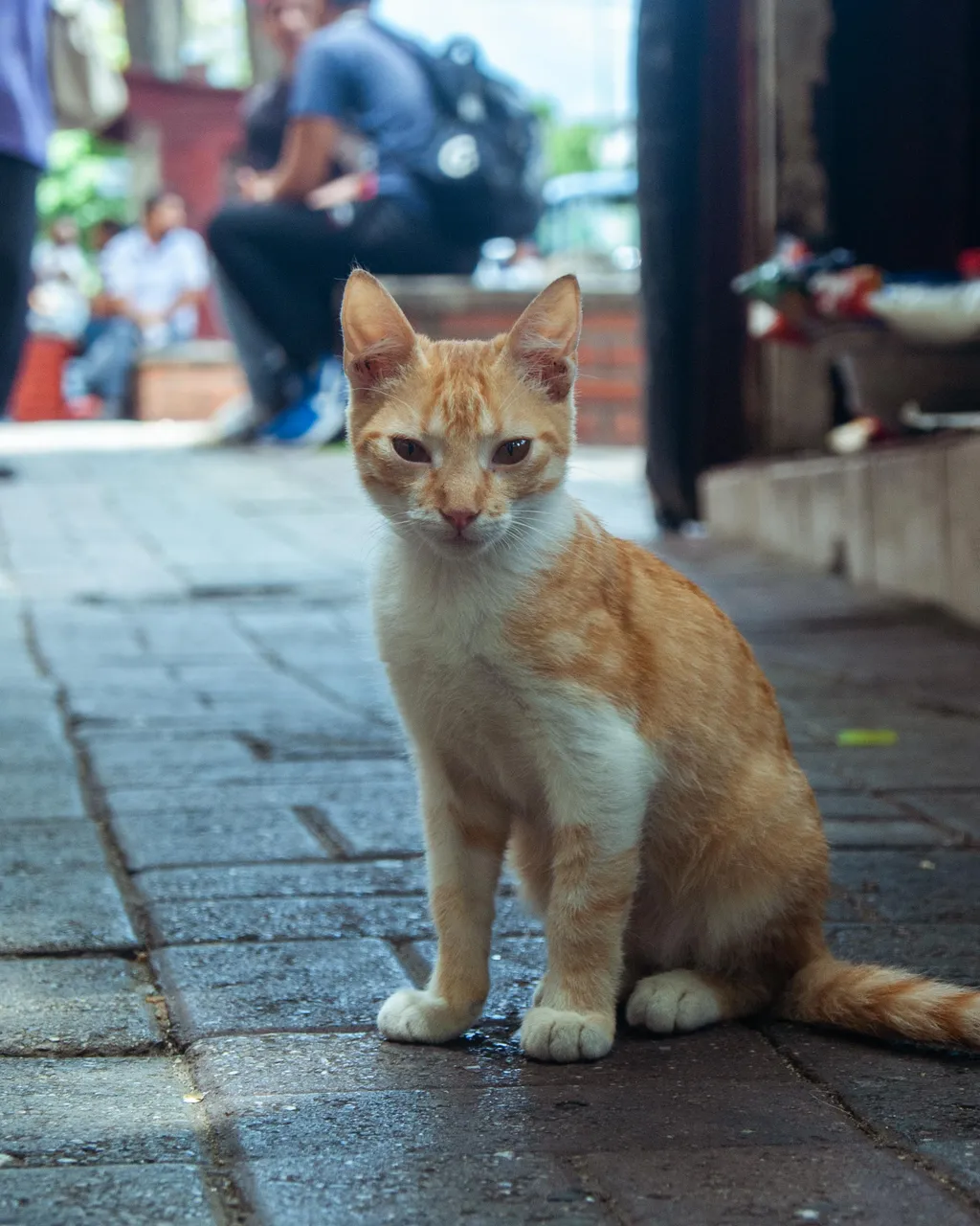 Gatita-3.jpg