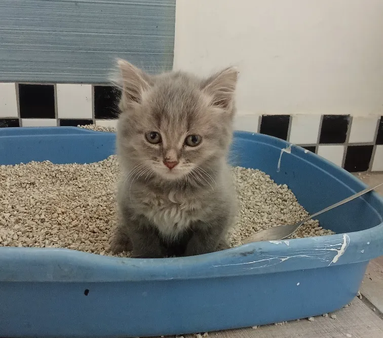 kits2.jpg