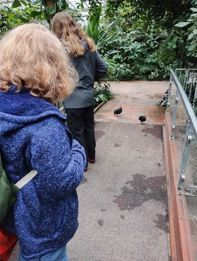 Quails