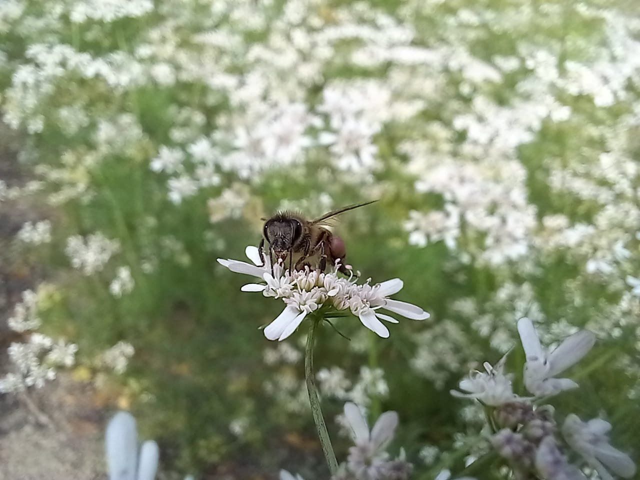 Bee sitting on a flower 