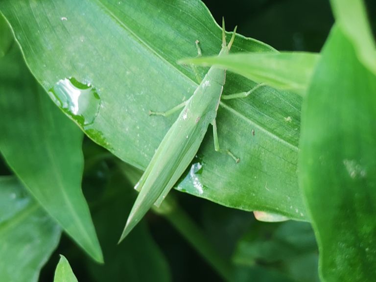 Phlaeoba antennata