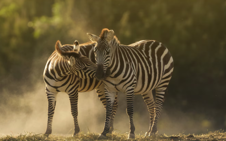 Are animals loyal towards their owner?