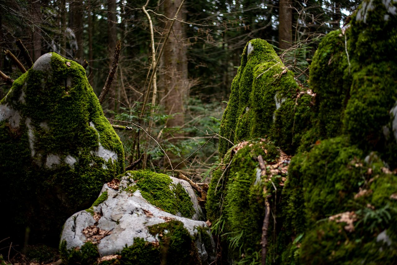Beautiful moss, as far as the eye can see