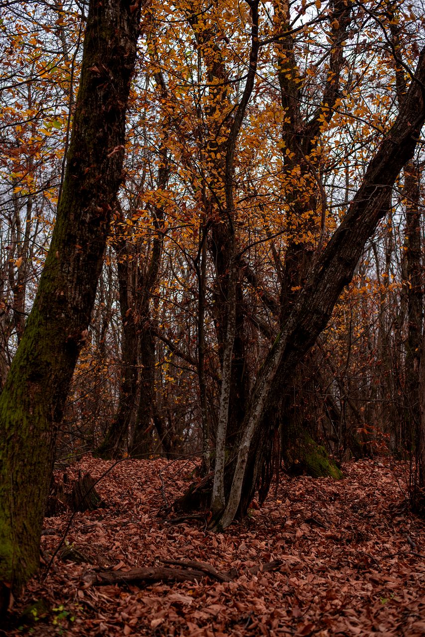 Magical Forest in Autumn - Part One