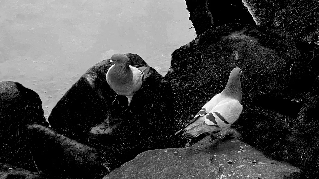 GPIGEONS#1.png