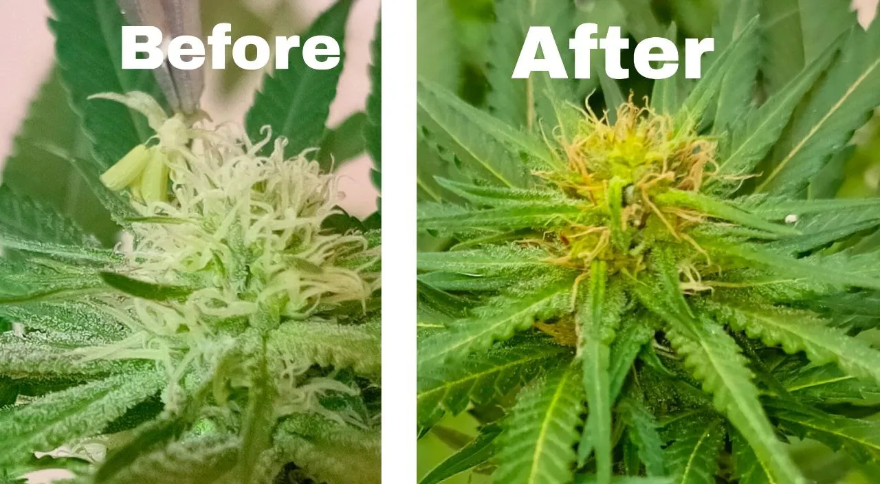 Seeds_11.jpeg