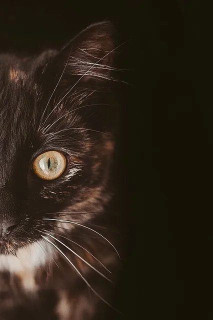 cat-g43402f438_640.jpg