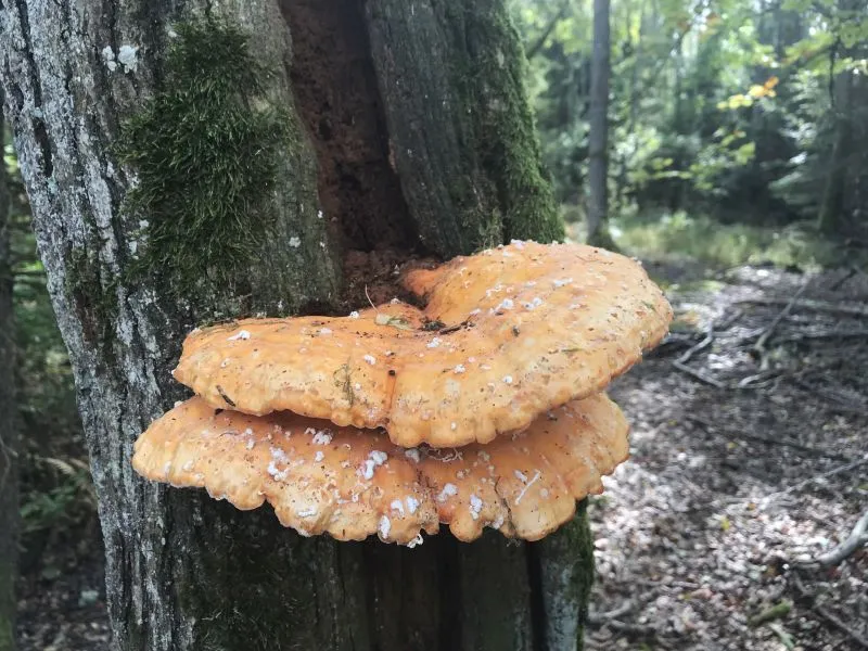 natura.jpg