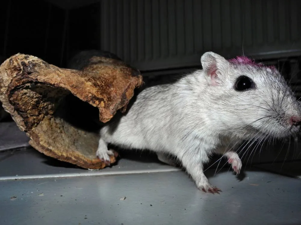 Rennmaus Bild des Tages