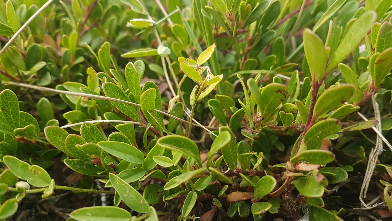 green4.jpg