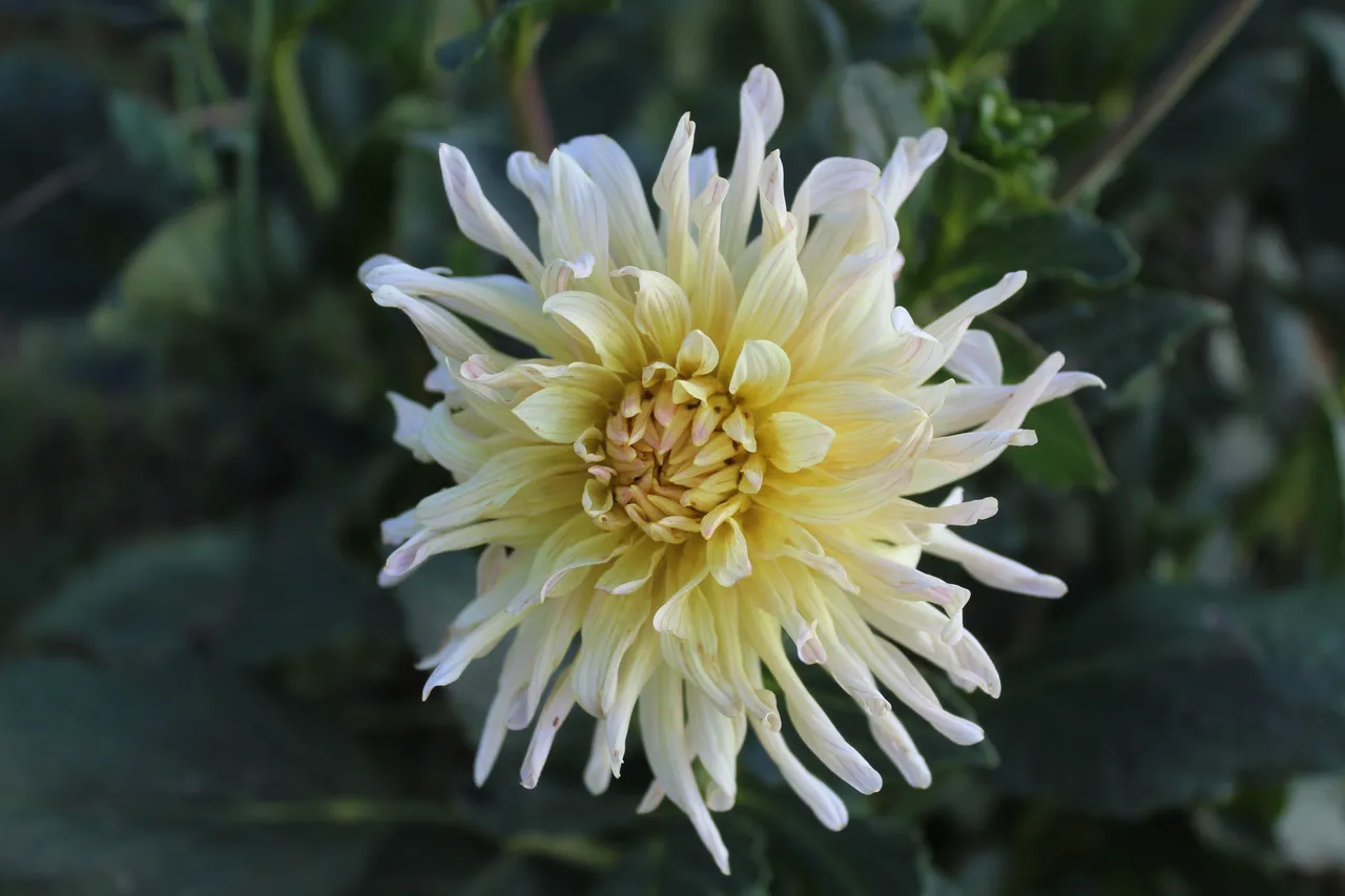 Blume4.JPG