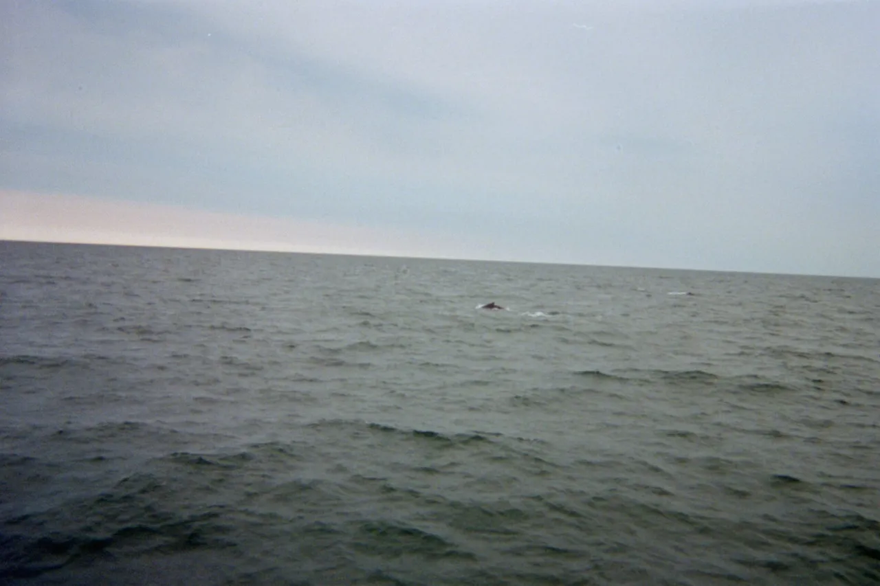 IMG016.JPG