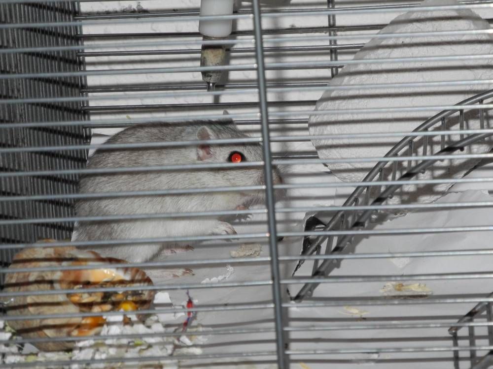 Rennmaus Bild des Tages