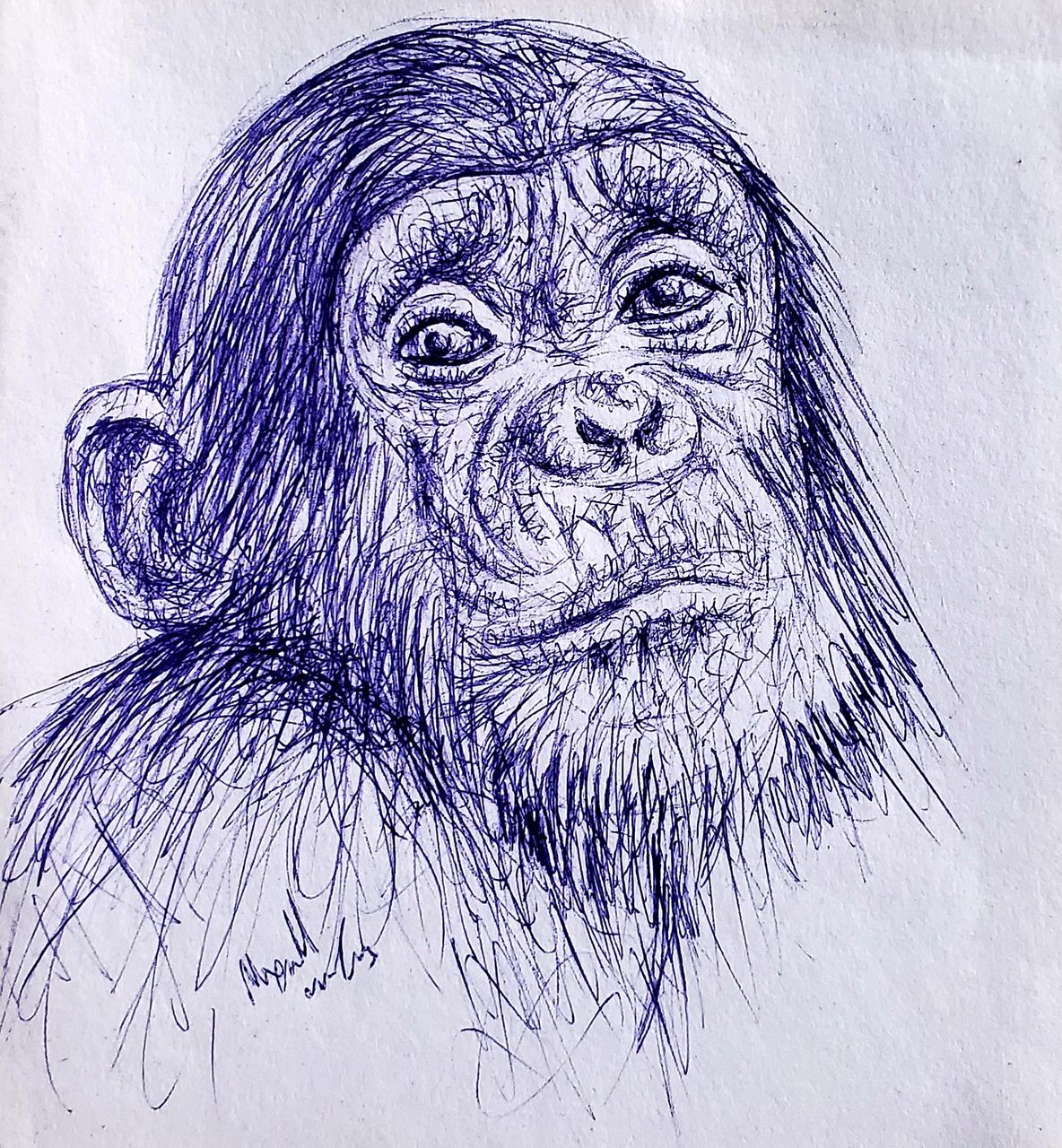 Chimpanzee - Pen Drawing 