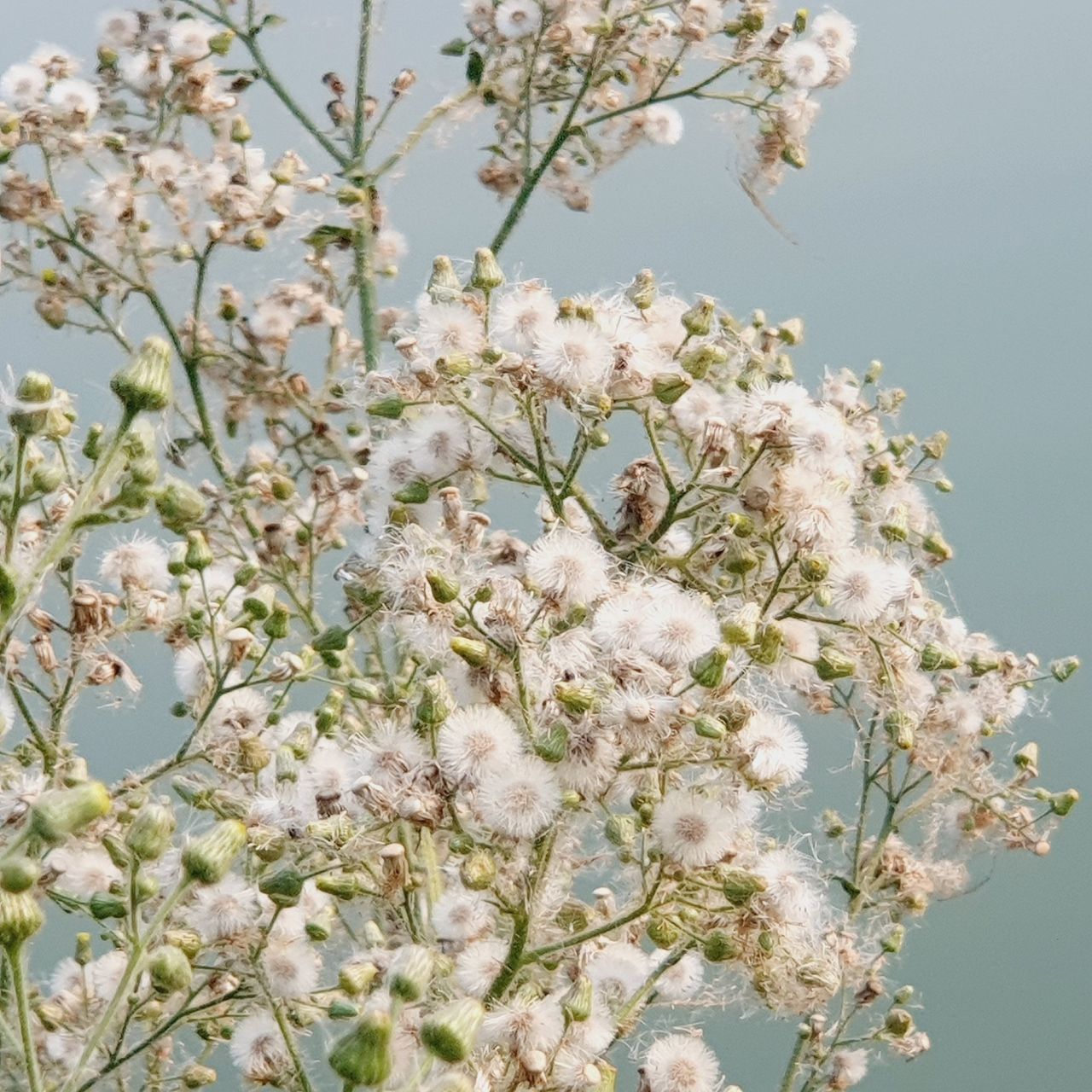 Beautiful wild flowers near my pond