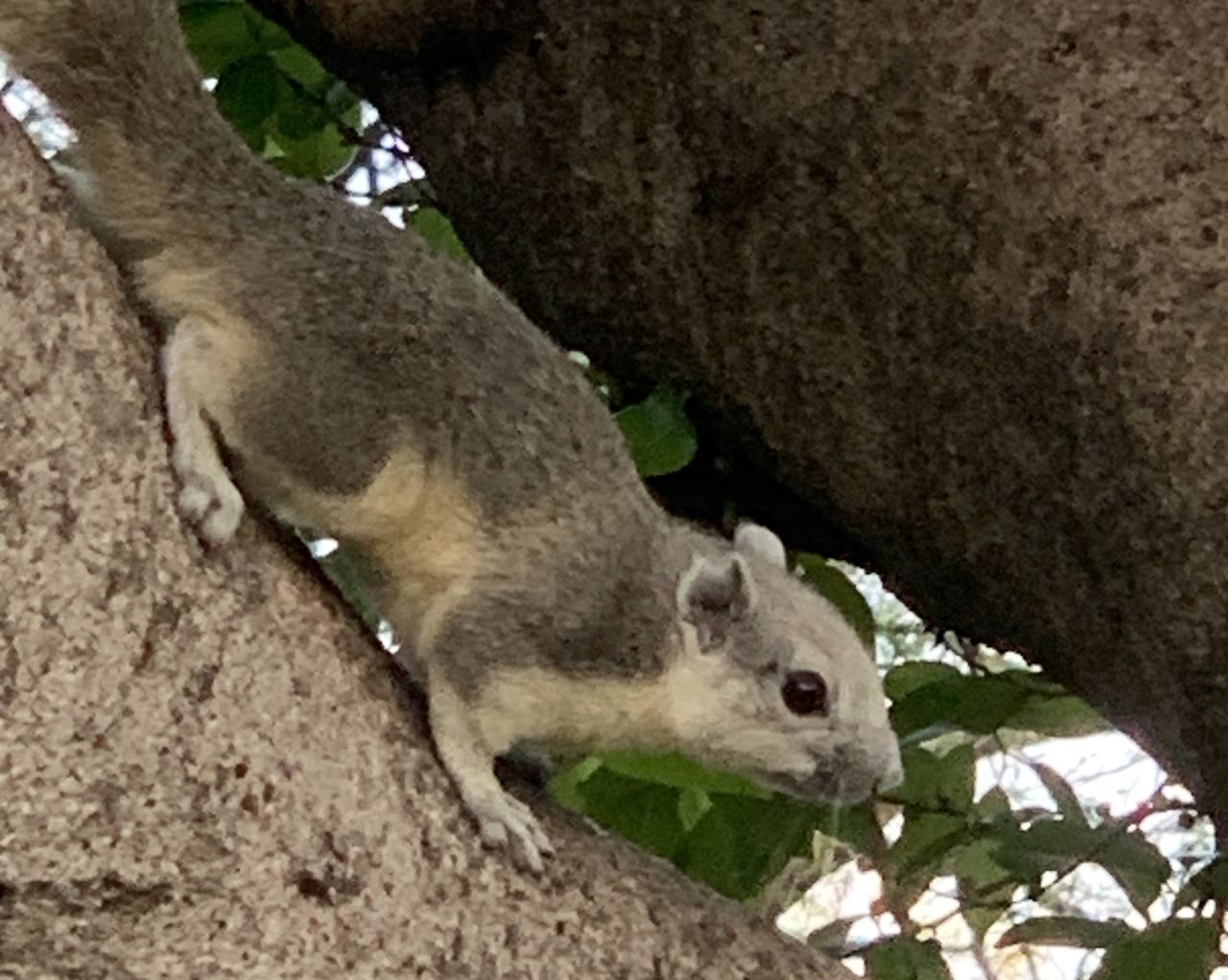 Cute wild animals in Chatuchak Park, Bangkok