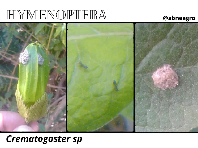 Hymenoptera.png