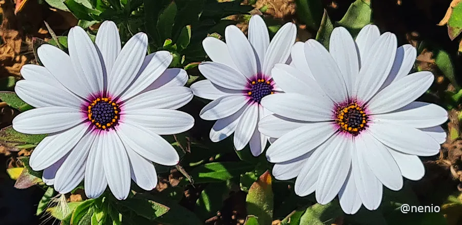 daisies-002.jpg
