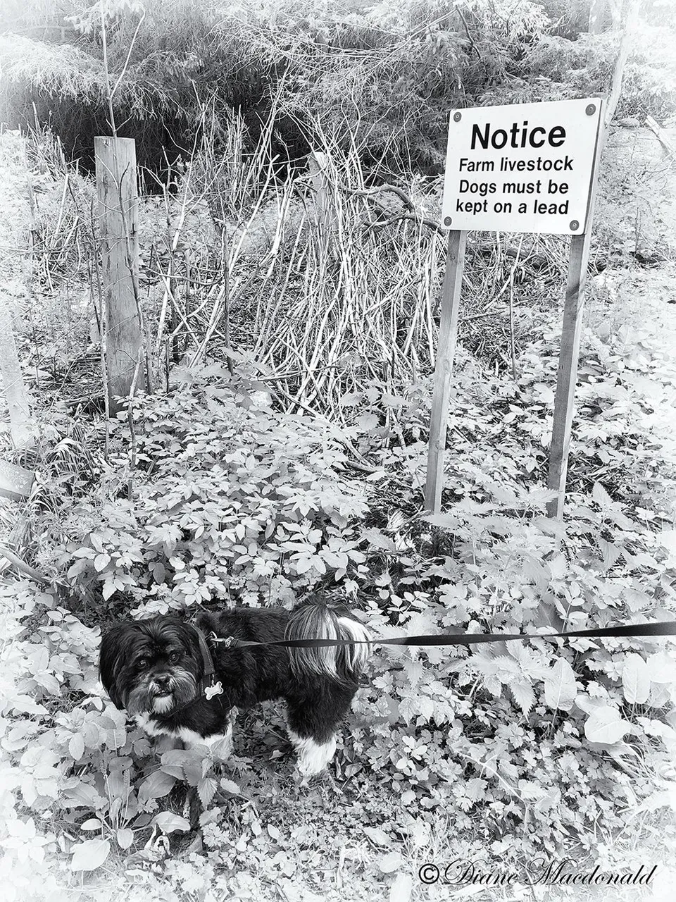 Benjie on leash
