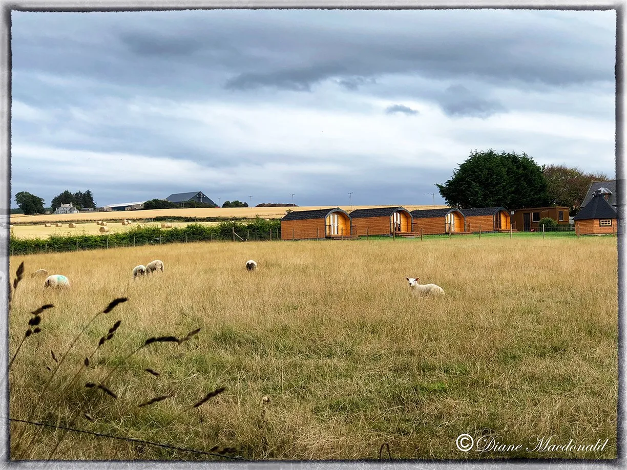 Greencraig Farm camping pods