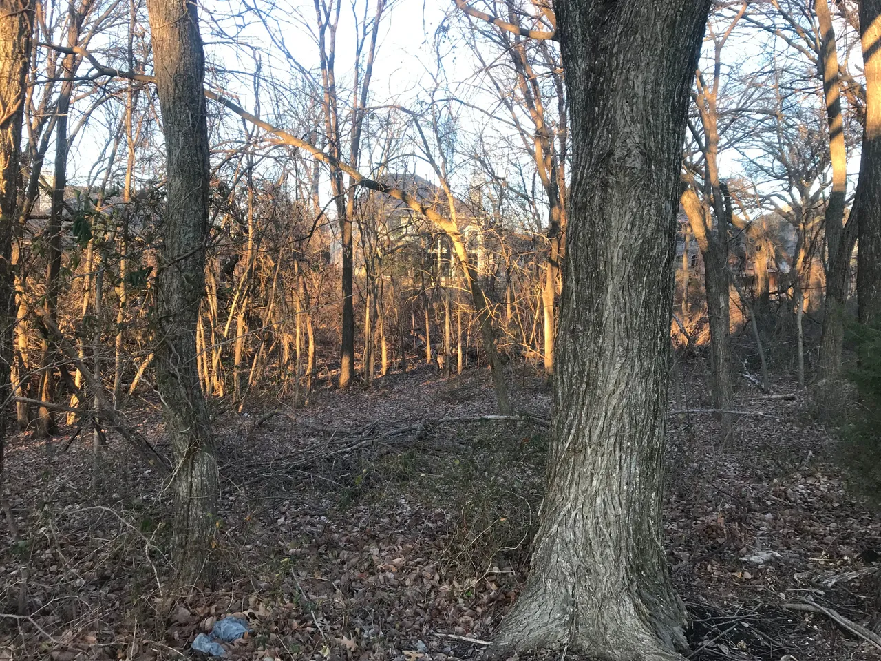 coyote_far.jpg