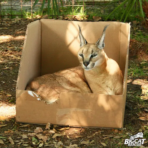 caracals 1.jpg