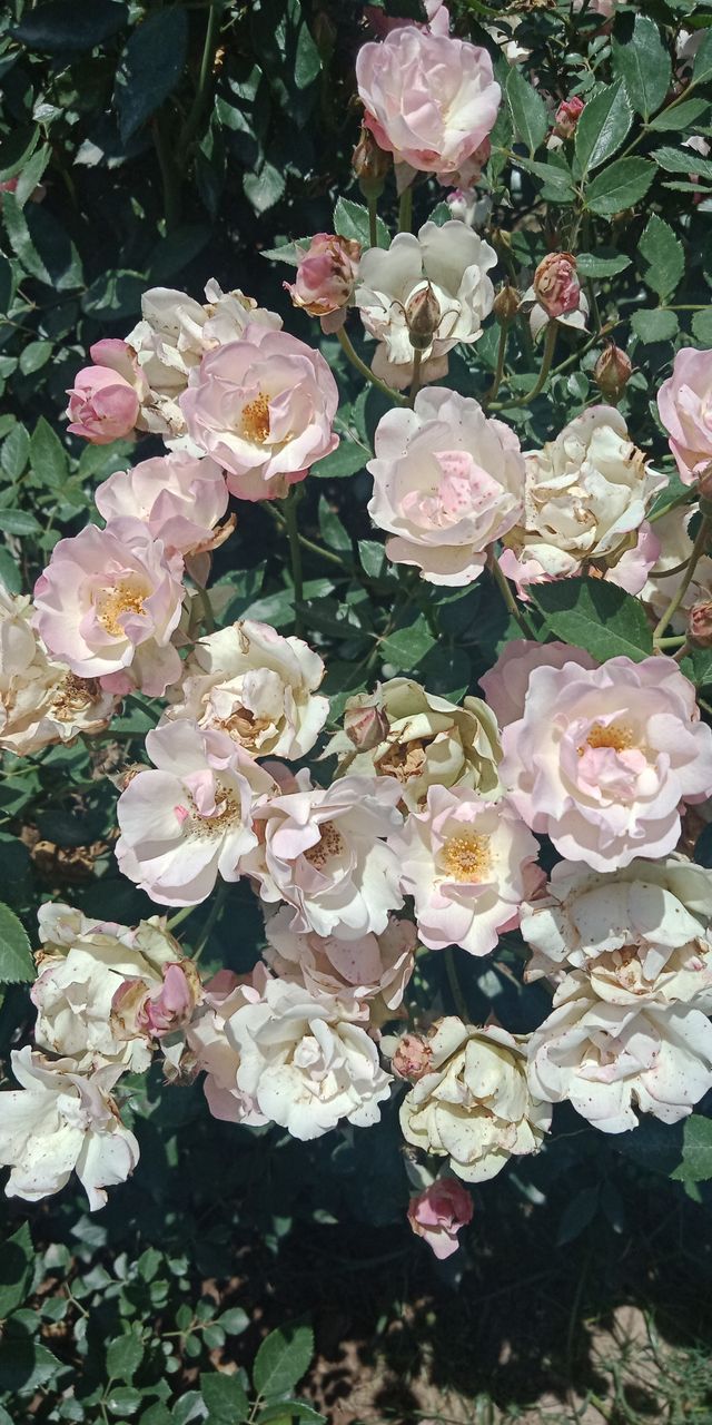 IMG20180510124053.jpg