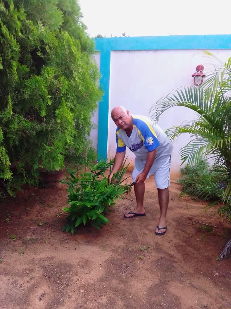 planta de enjibre.jpg