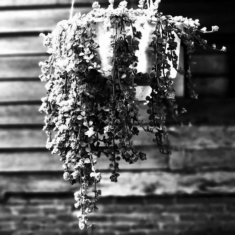 IMG_B_W_2021092548-01.jpeg