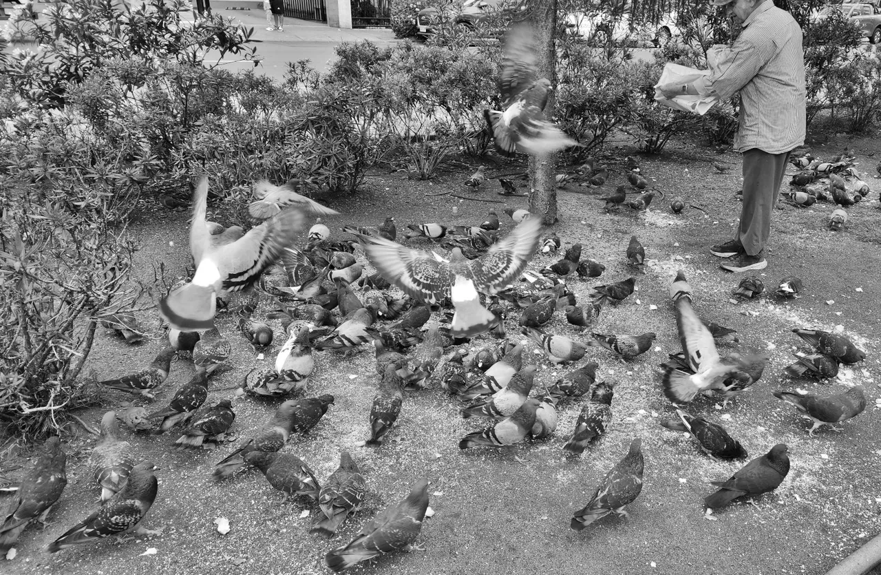 feeding-pigeons-001-bw.jpg