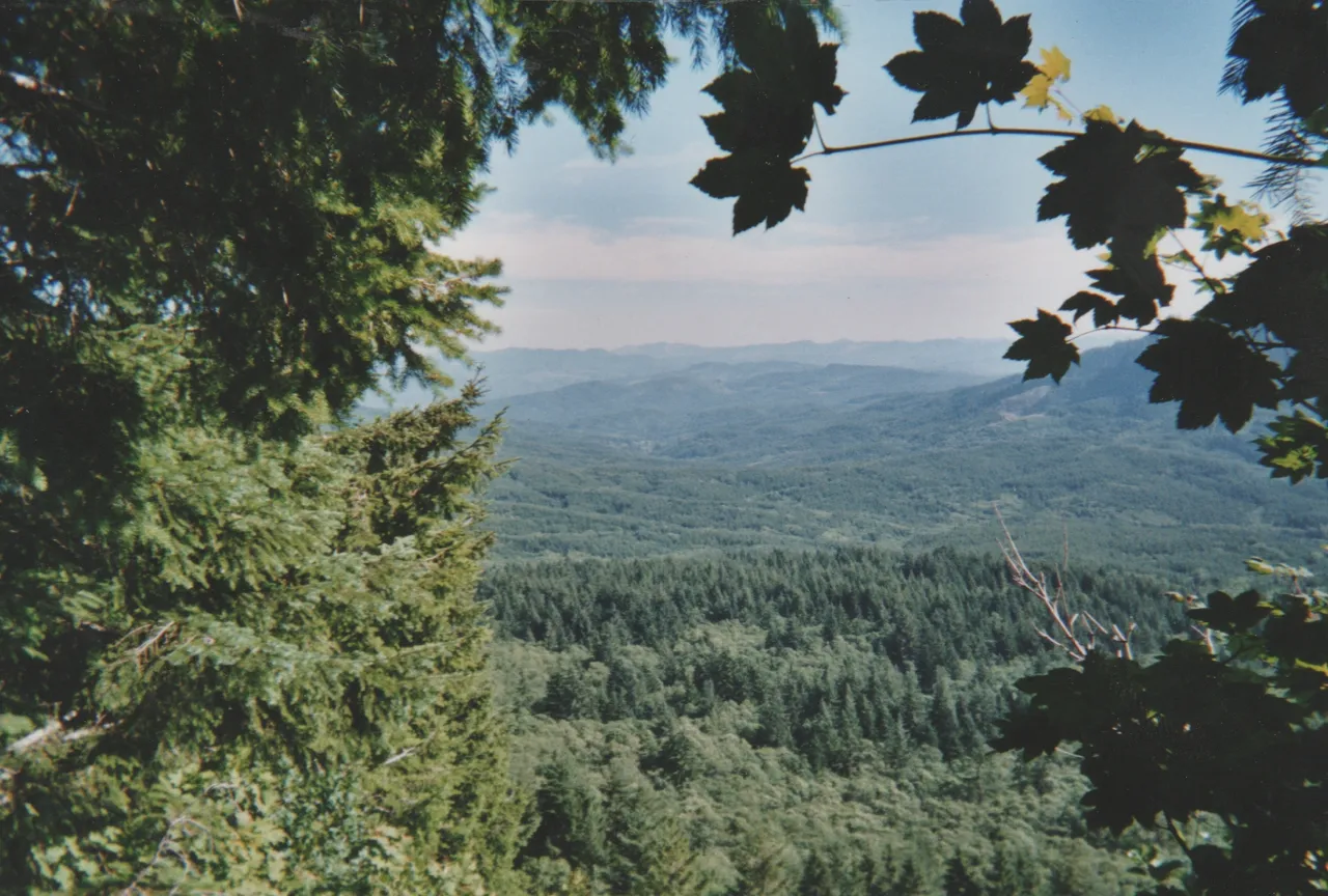 2006-08 - Forest again.jpg