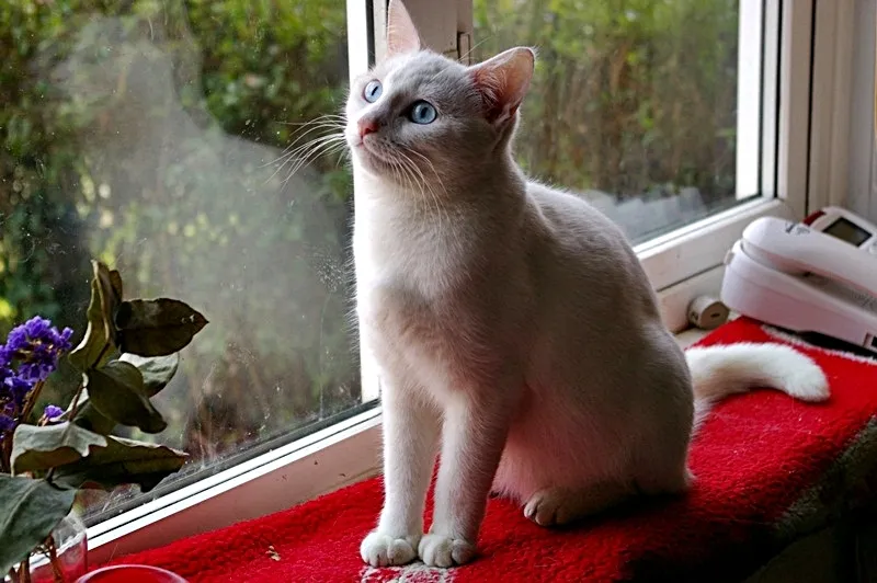 White_Cat_on_Sill_003.JPG