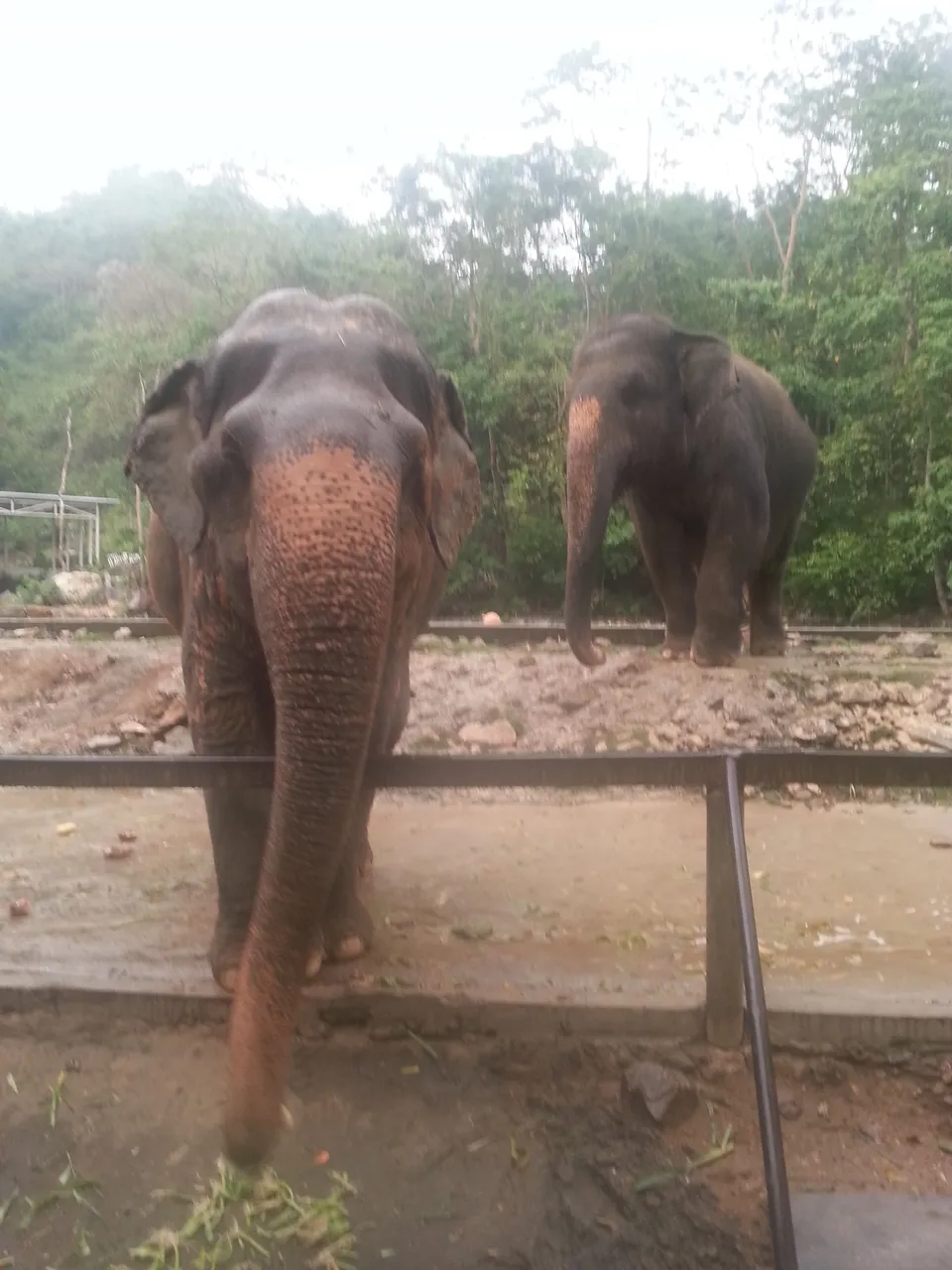 Khao Kheow Open Zoo12.jpg