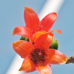 aasunur