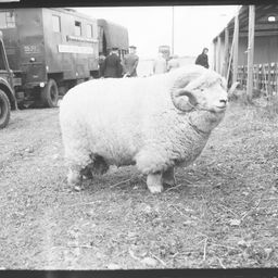 absolute.unit