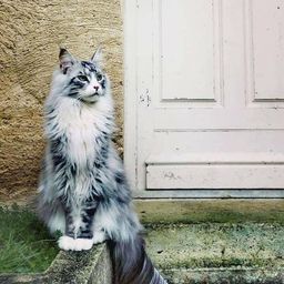 allaboutcats